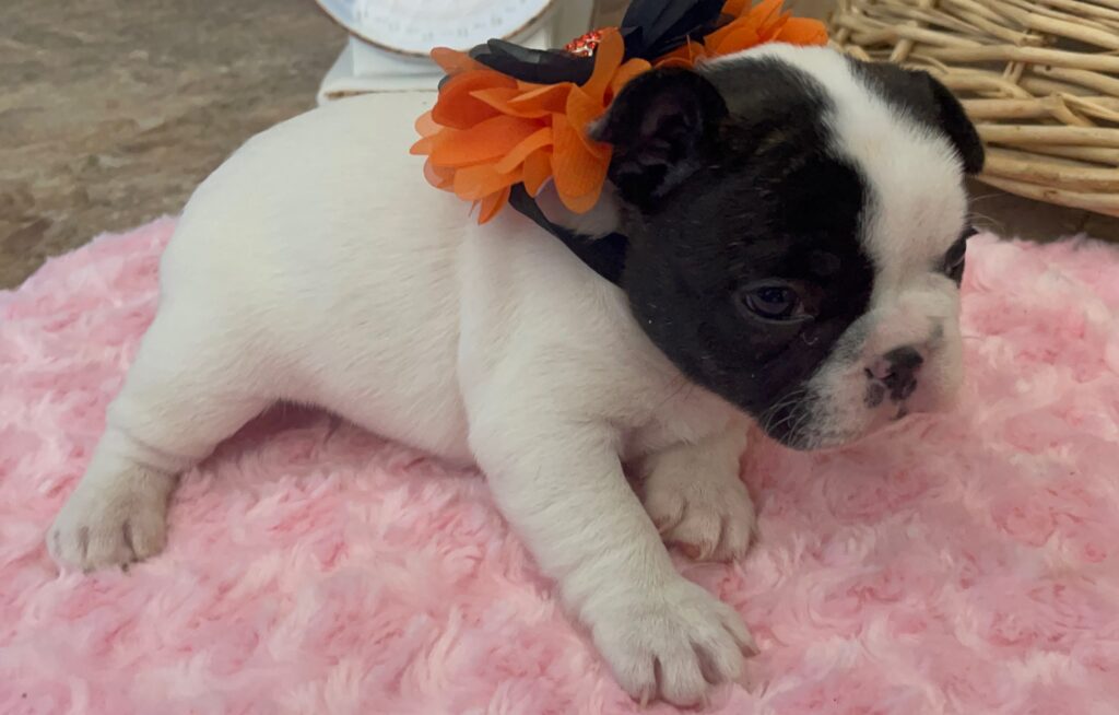 Dutchess Brindle Pied French Bulldog Female | Born Sept 24th, 2022