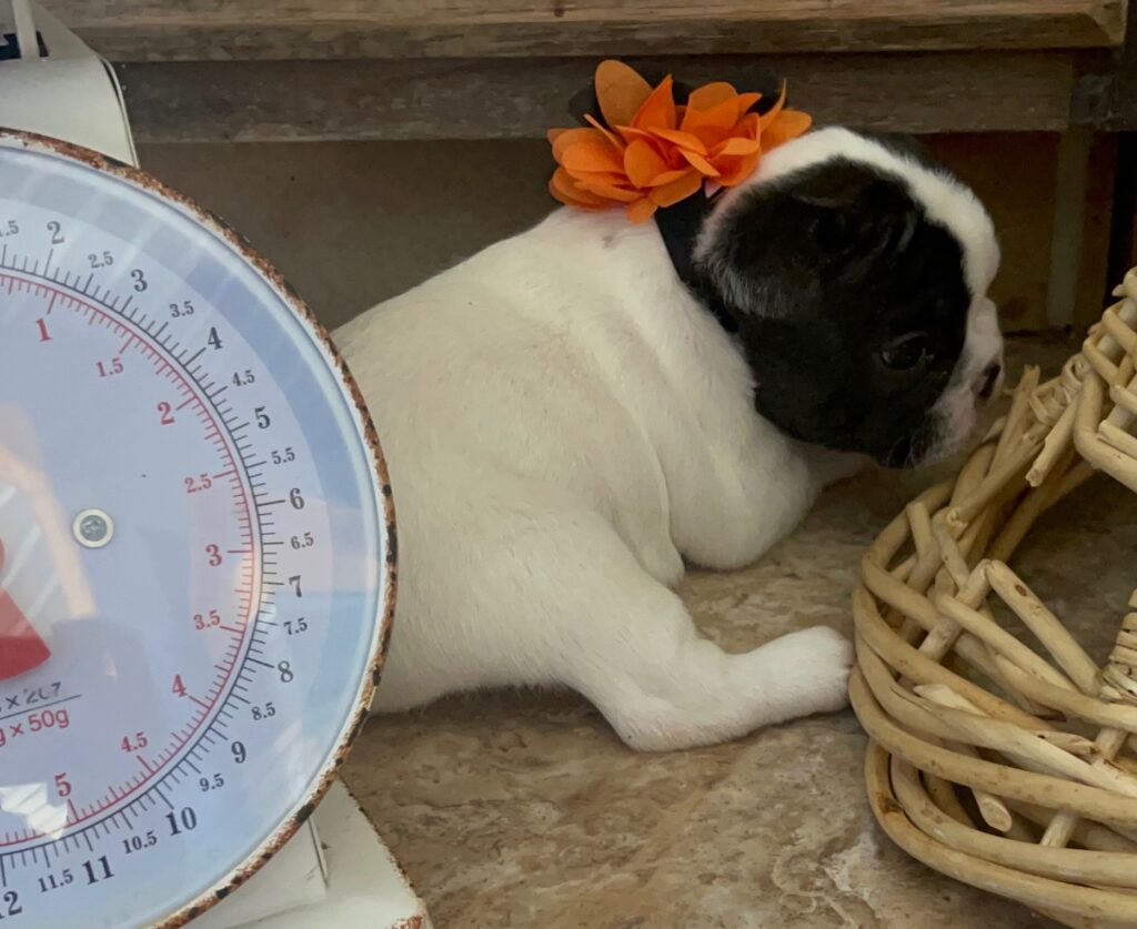 Dutchess Brindle Pied French Bulldog Female | Born Sept 24th, 2022
