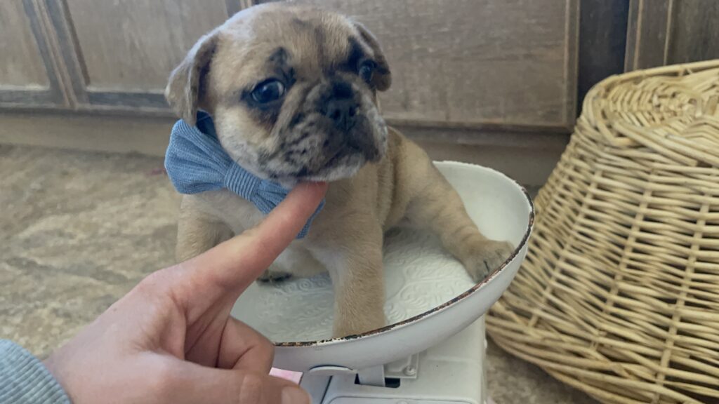 Diego Fawn Merle French Bulldog Male | Born Sept 24th, 2022