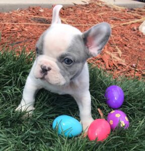 Lilac Frenchies in Colorado