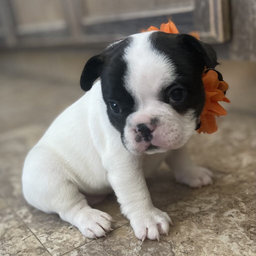 Dutchess Brindle Pied French Bulldog Female | Born Sept 24th, 2022