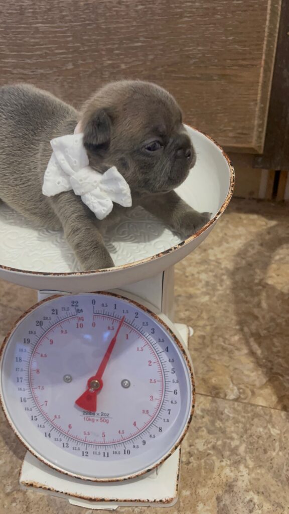 Esmerald Blue Fawn French Bulldog Female | Born October 7th, 2022
