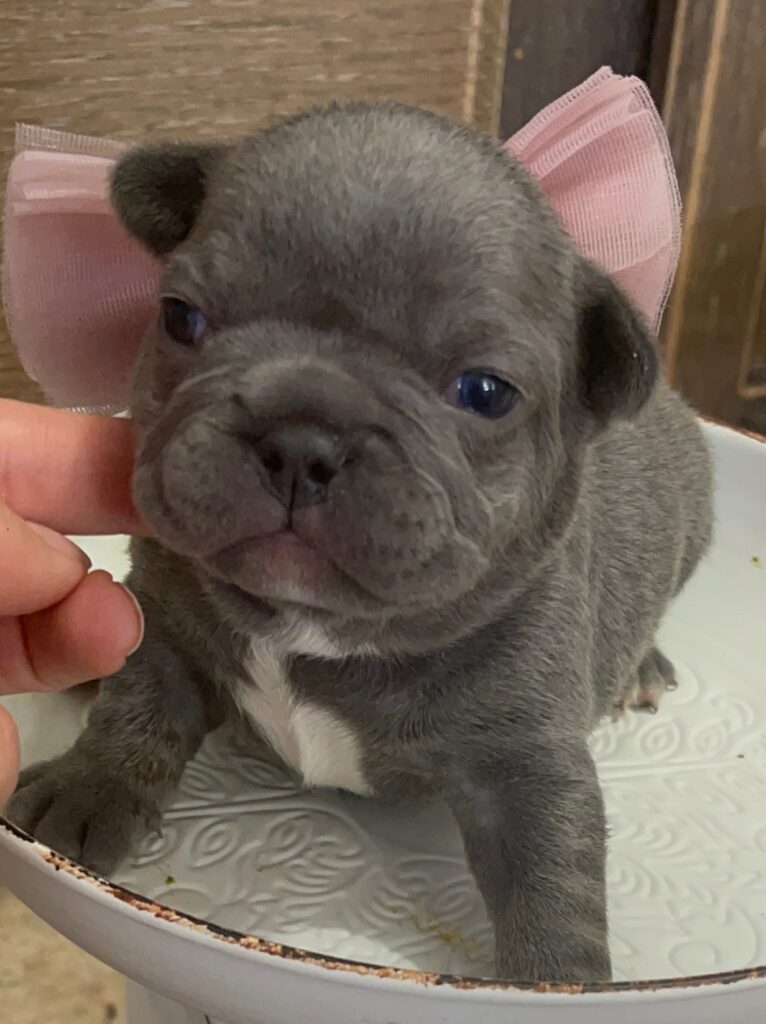 Erie Blue French Bulldog Female | Born October 7th, 2022
