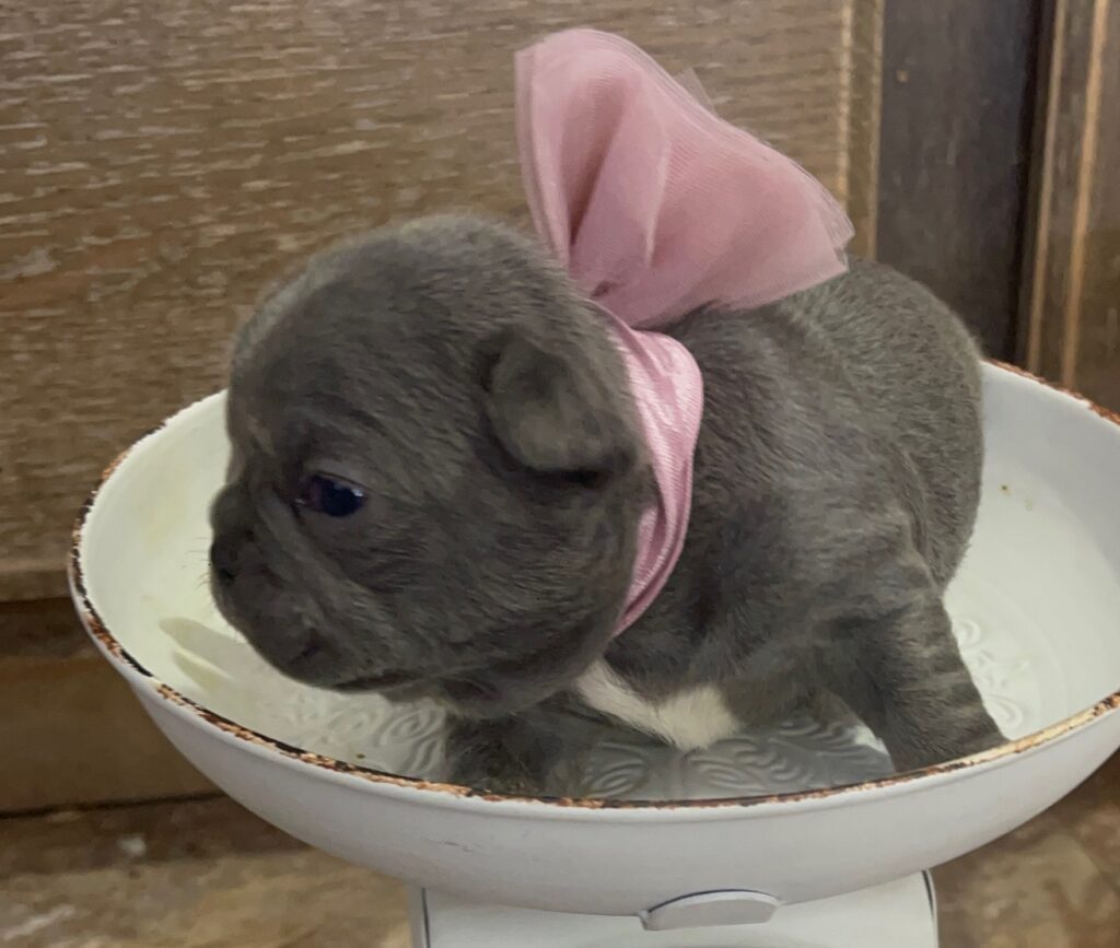 Erie Blue French Bulldog Female | Born October 7th, 2022