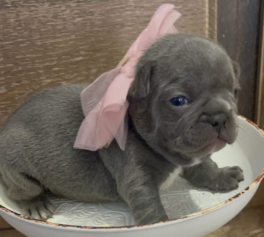 Erie Blue French Bulldog Female | Born October 7th, 2022