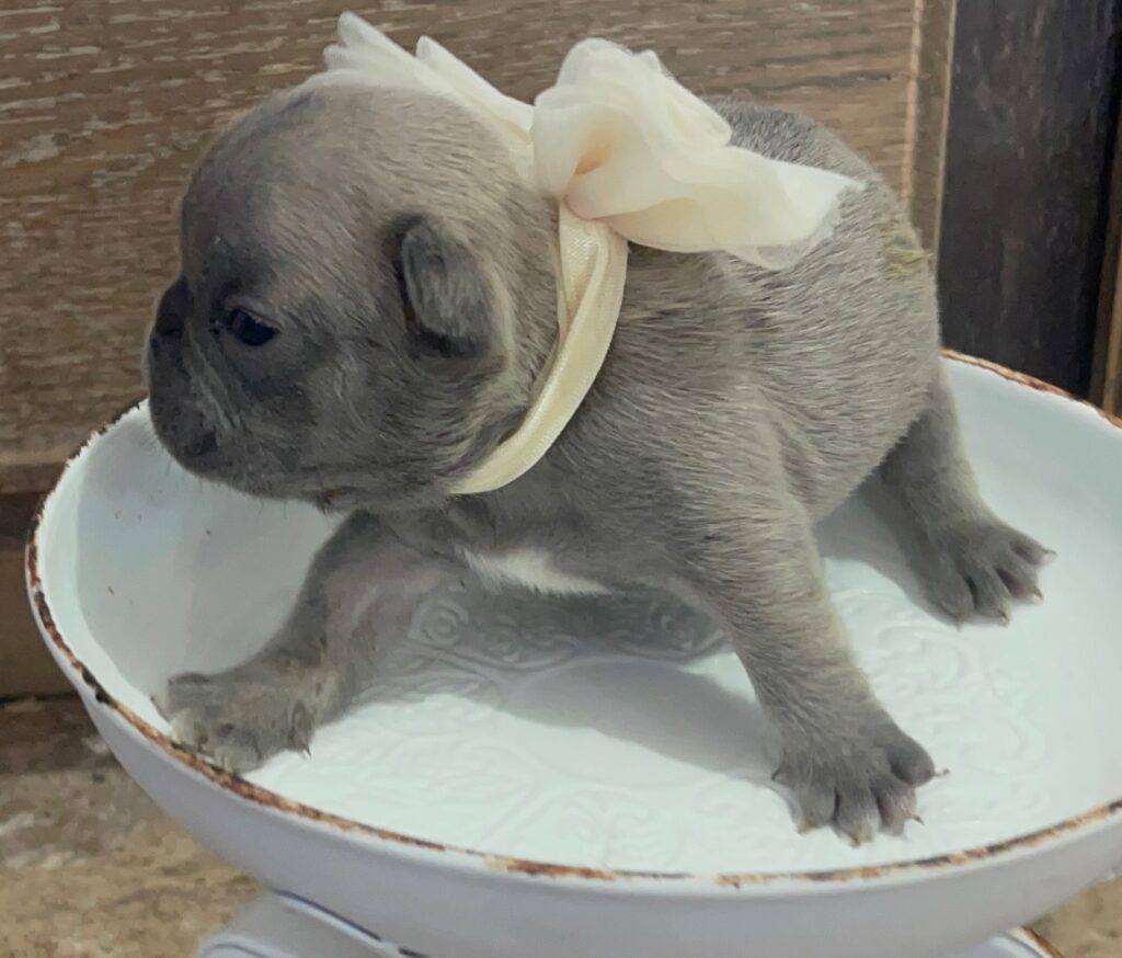 Enid Blue Fawn French Bulldog Female | Born October 7th, 2022