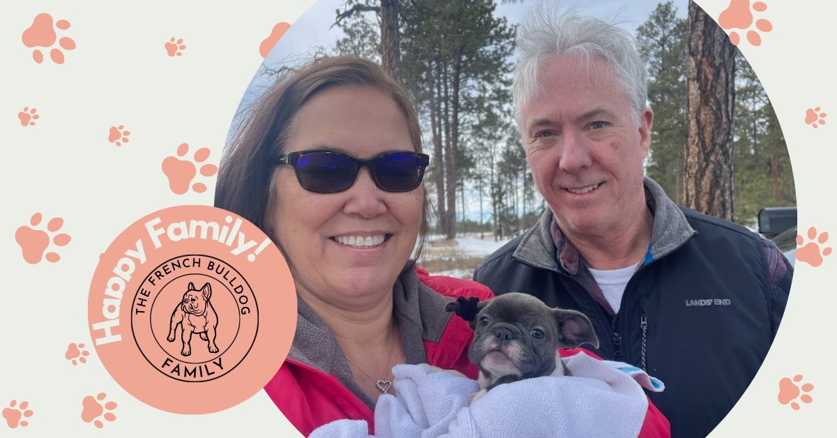 Lafayette Sable & White French Bulldog Female | Ready Feb 21, 2023