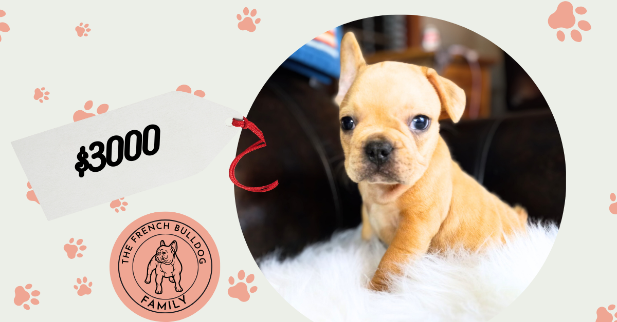 Joe | Fawn Merle French Bulldog Male | Available Now