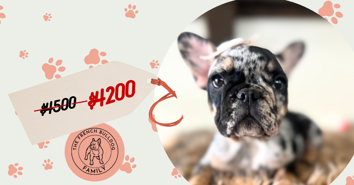 Millie | Black Merle & Tan French Bulldog Female | Available Now