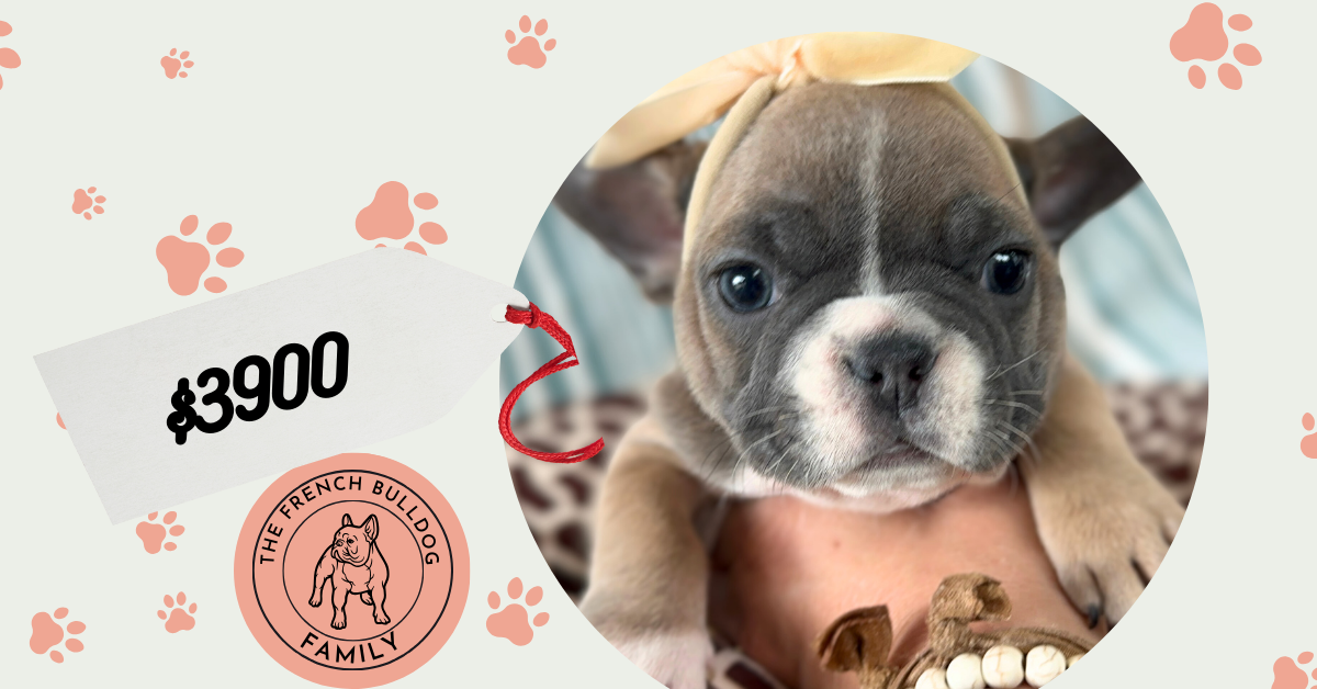 Hailey | Blue Fawn French Bulldog Female | Available in July 2024