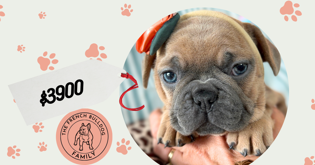 Hannah | Blue Sable French Bulldog Female | Available -July 2024
