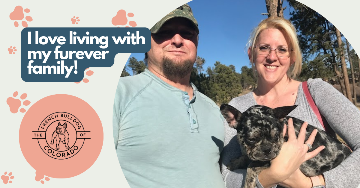 Ava Black Merle French Bulldog Female
