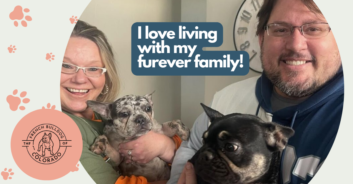 Aspen Blue Merle French Bulldog Female