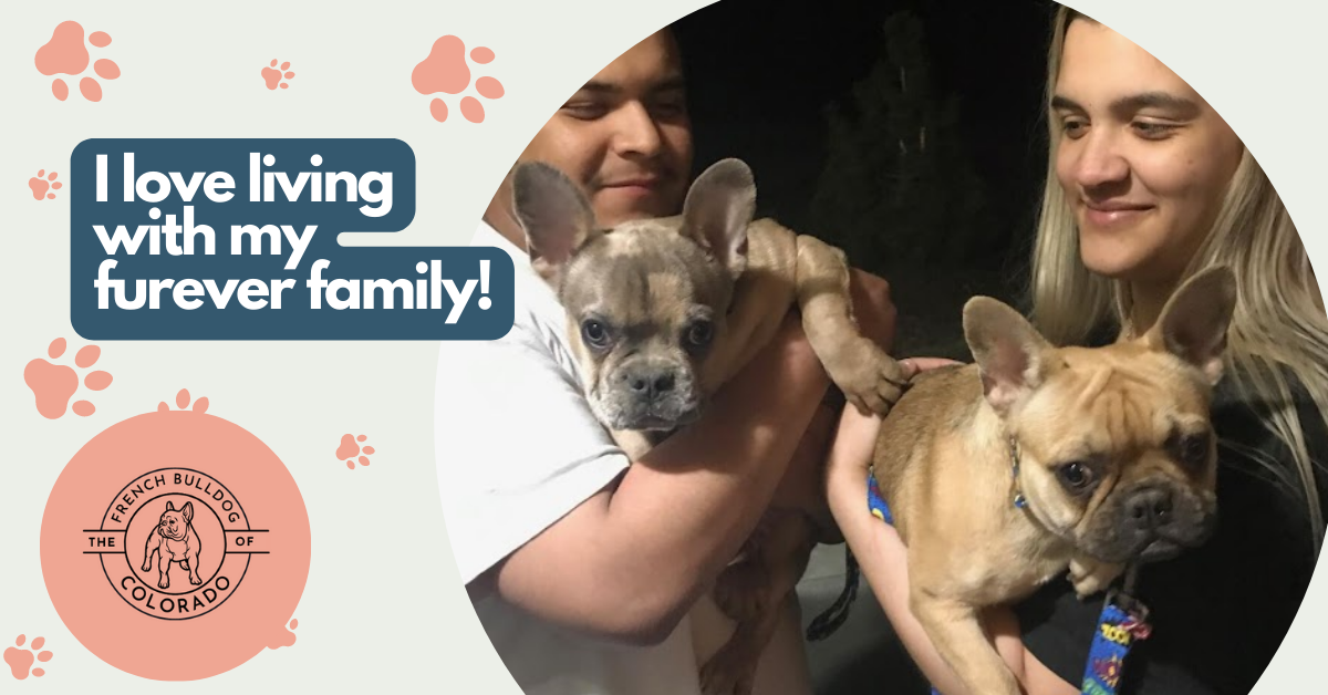 Charlotte Chocolate Fawn French Bulldog Female