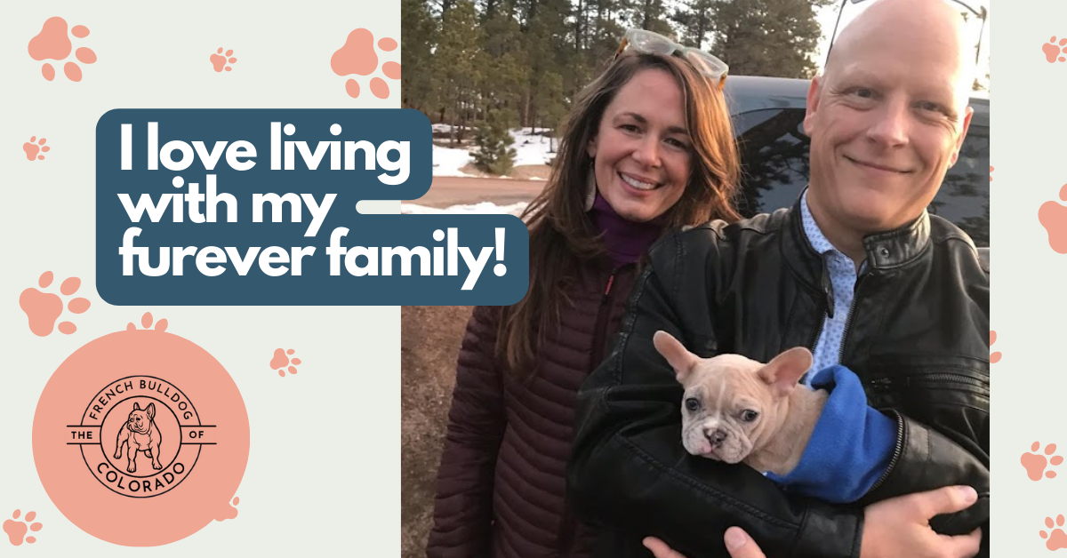Ivory Lilac Fawn Merle French Bulldog Female-Adopted