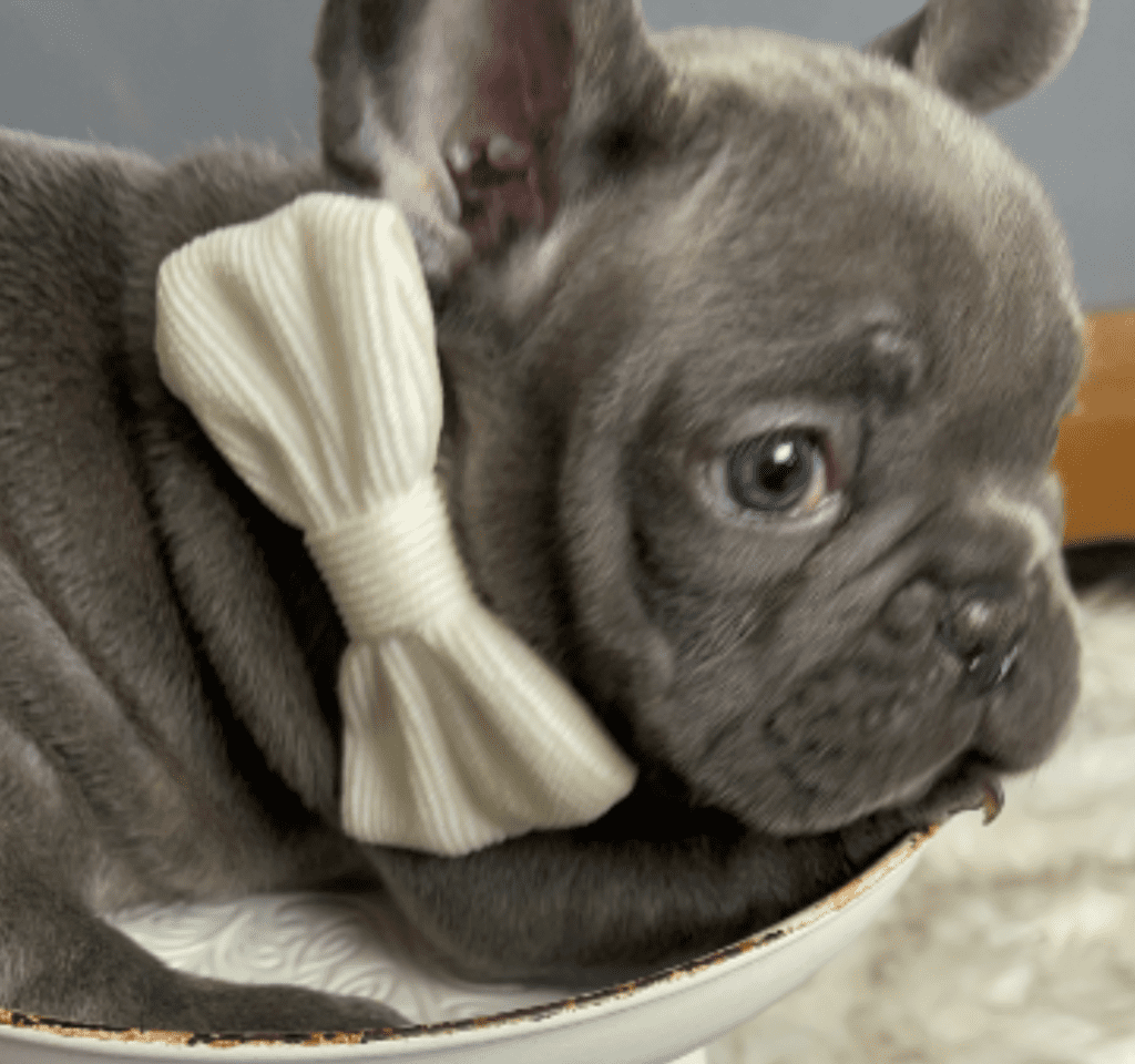 Everest Blue French Bulldog Male | Born October 7th, 2022