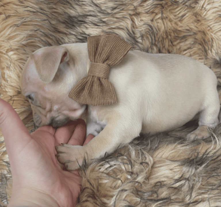 Brantley | Lilac Fawn Male French Bulldog | Born 10/1/22