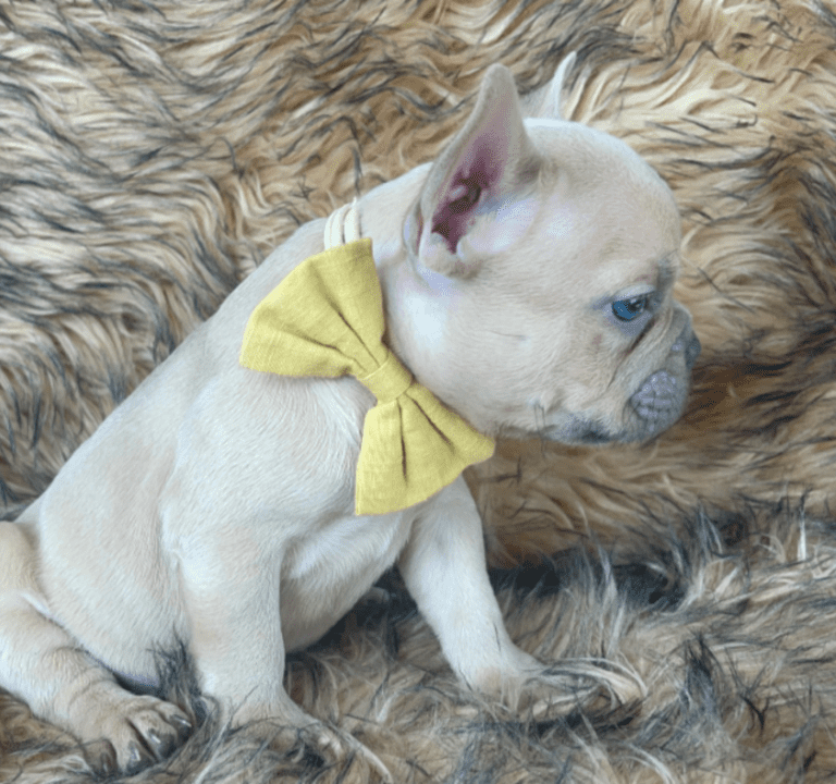 Brady | Lilac Fawn Male French Bulldog | Born 10/1/22