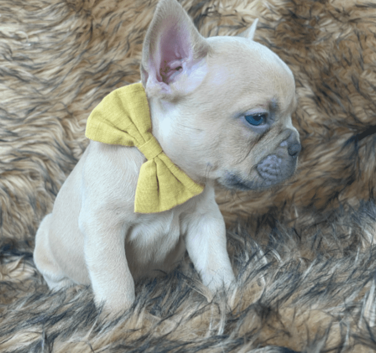 Brady | Lilac Fawn Male French Bulldog | Born 10/1/22