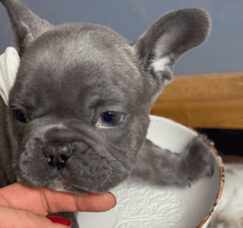 Everest Blue French Bulldog Male | Born October 7th, 2022