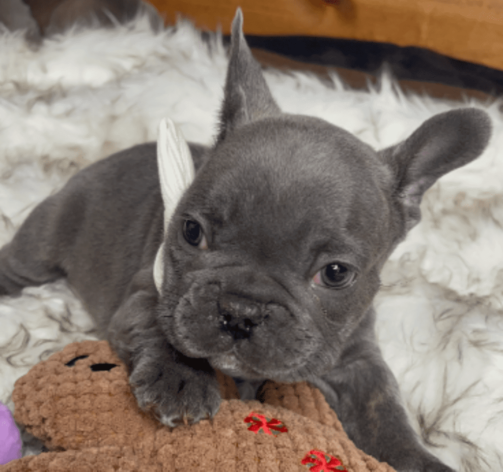 Everest Blue French Bulldog Male | Born October 7th, 2022