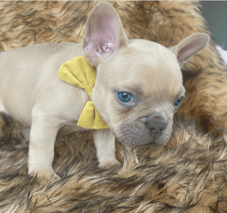 Brady | Lilac Fawn Male French Bulldog | Born 10/1/22