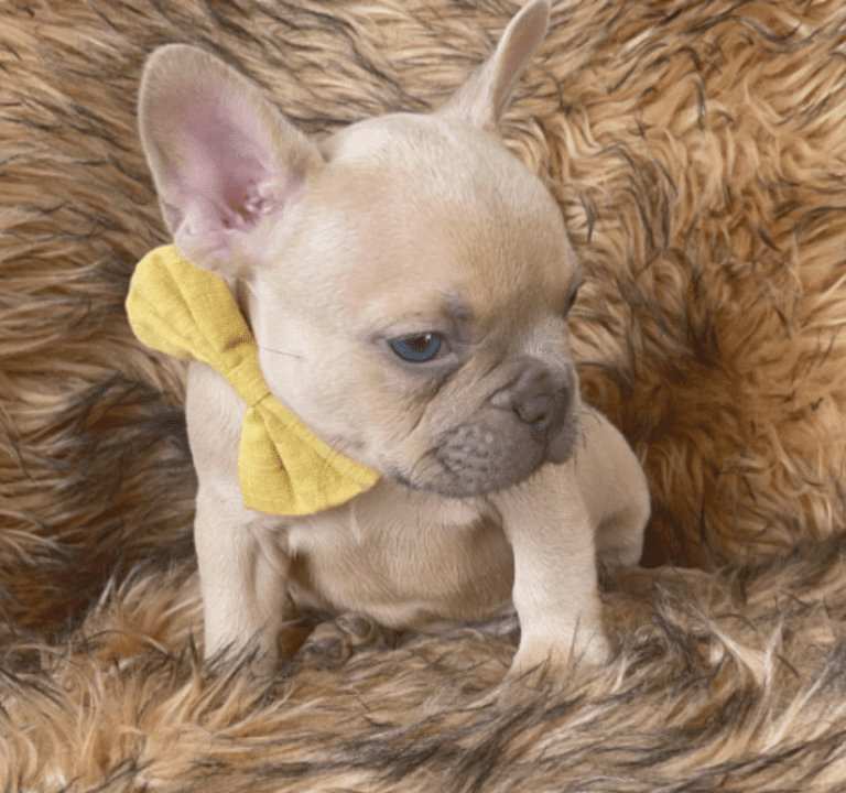 Brady | Lilac Fawn Male French Bulldog | Born 10/1/22