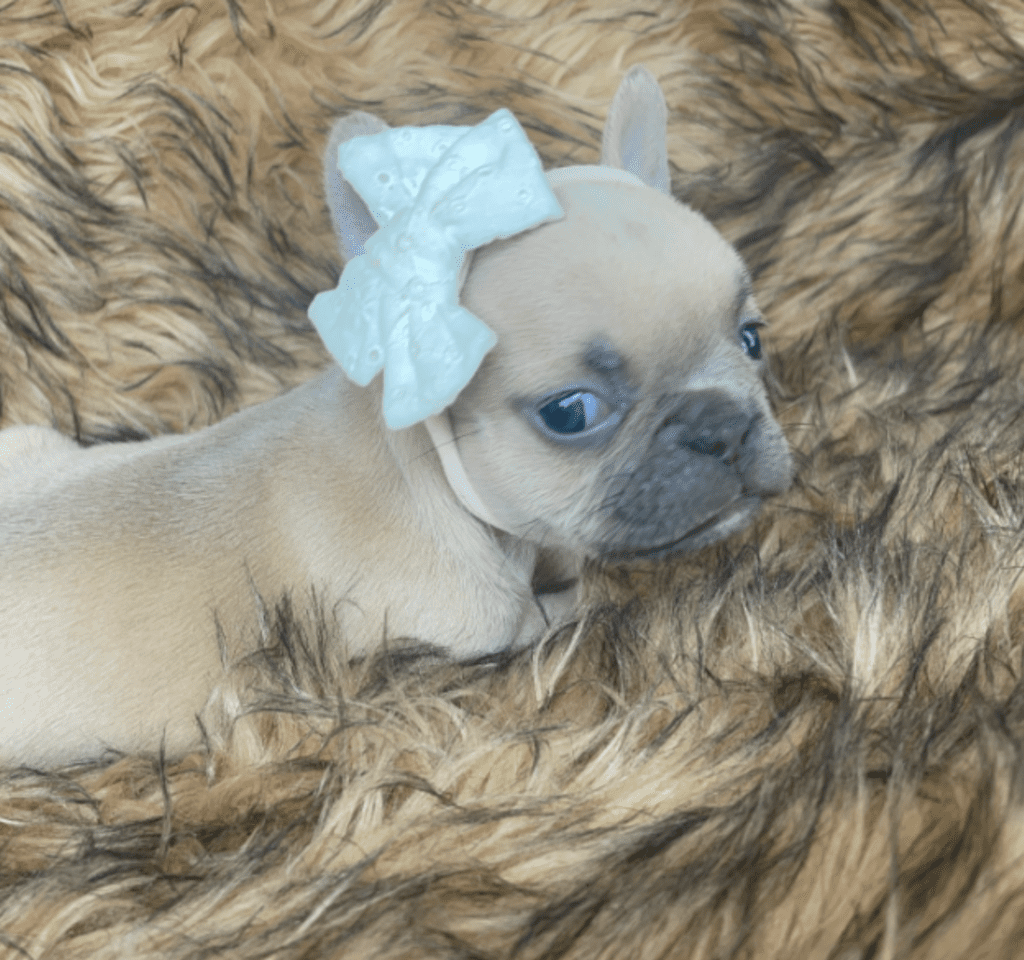 Brooklyn Lilac Fawn Female French Bulldog | Born October 1, 2022