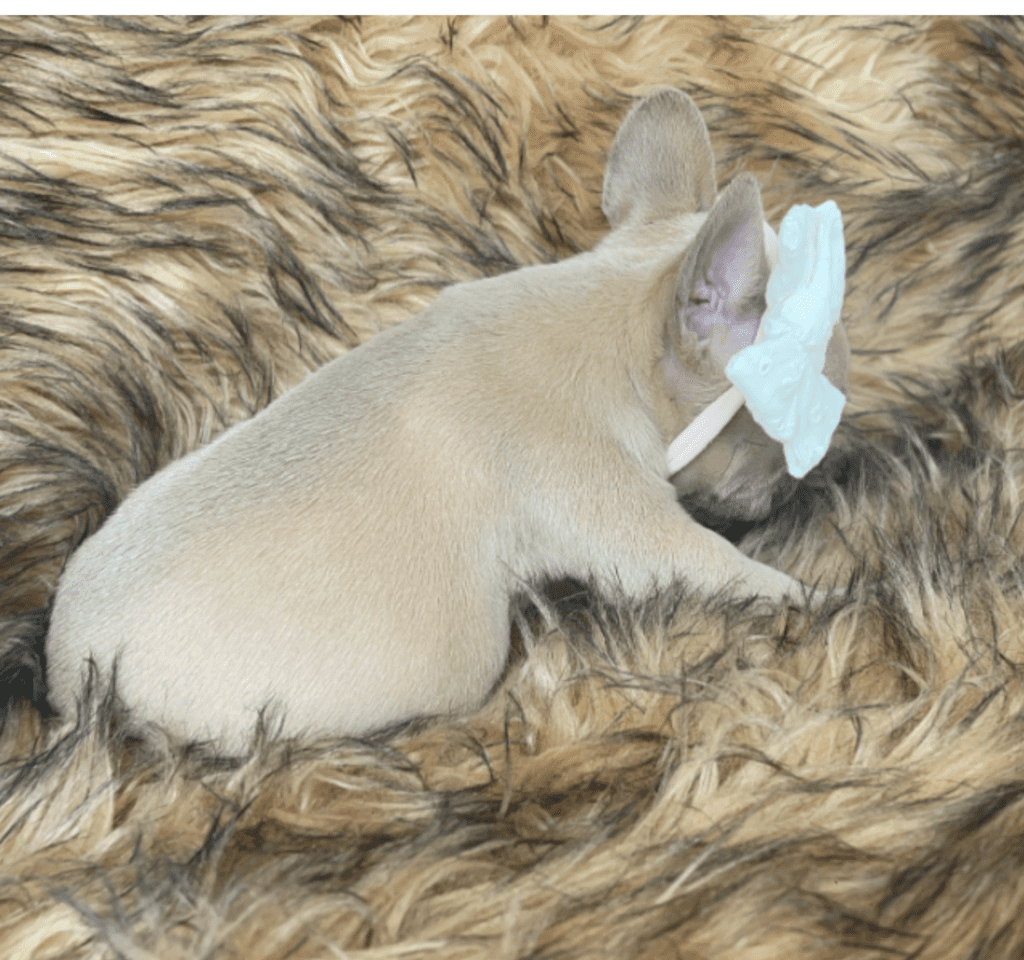 Brooklyn Lilac Fawn Female French Bulldog | Born October 1, 2022