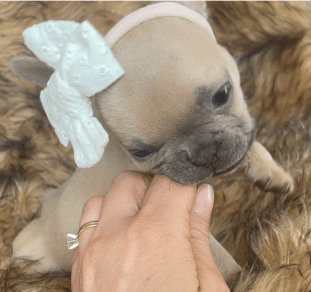Brooklyn Lilac Fawn Female French Bulldog | Born October 1, 2022