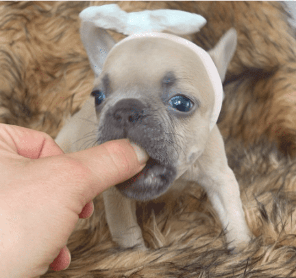 Brooklyn Lilac Fawn Female French Bulldog | Born October 1, 2022