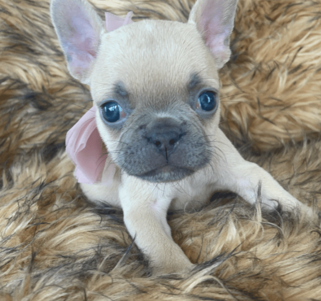 Brooklyn Lilac Fawn Female French Bulldog | Born October 1, 2022