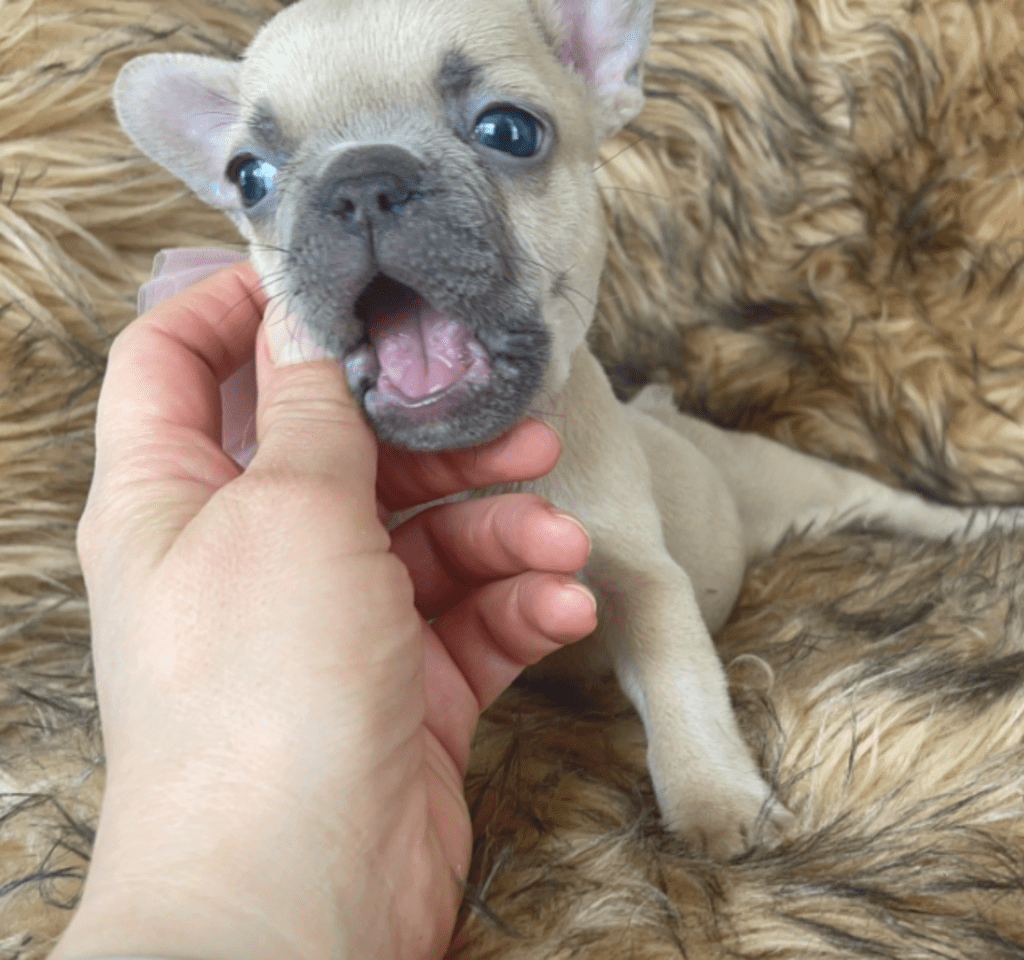 Brooklyn Lilac Fawn Female French Bulldog | Born October 1, 2022