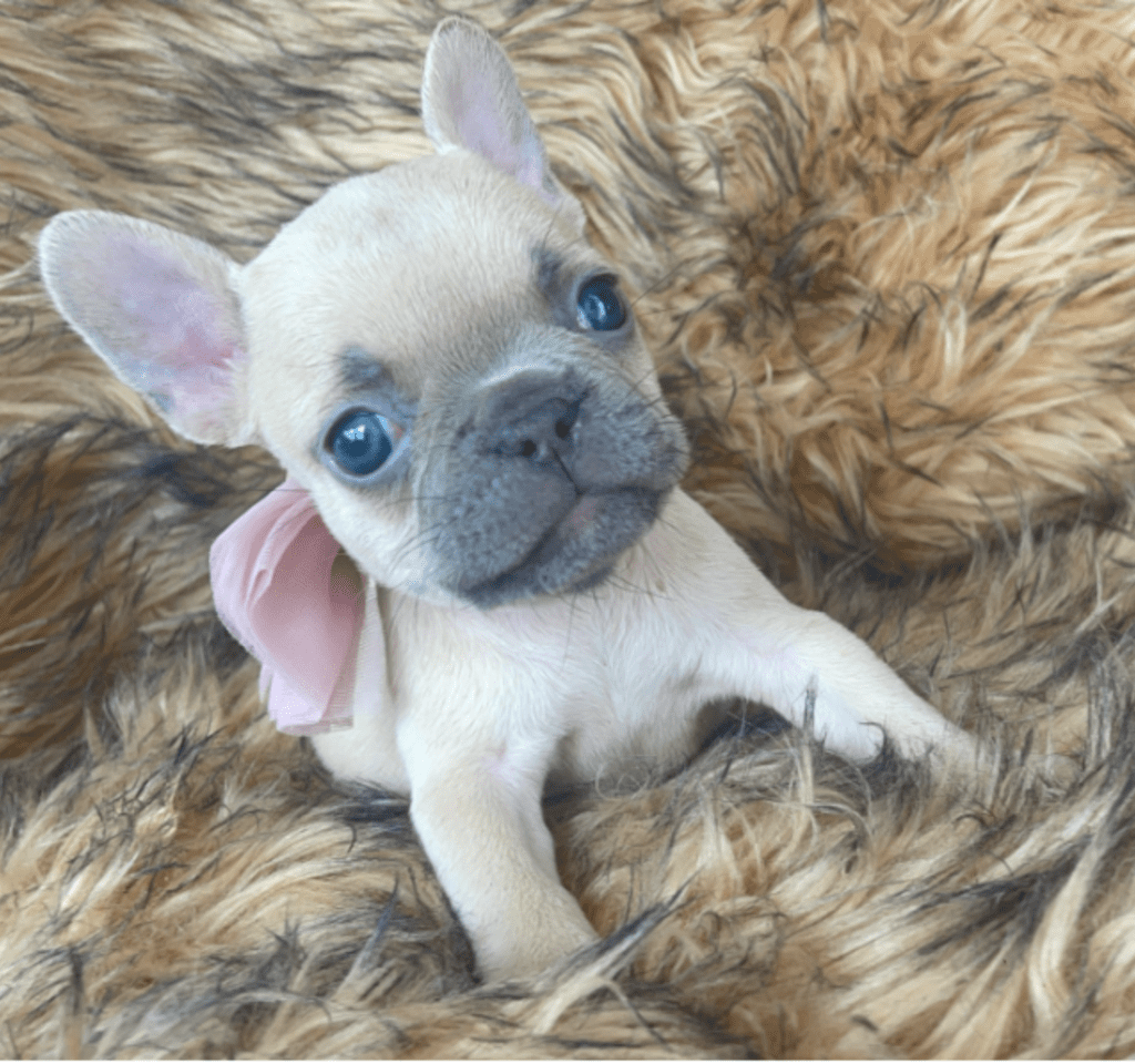 Brooklyn Lilac Fawn Female French Bulldog | Born October 1, 2022