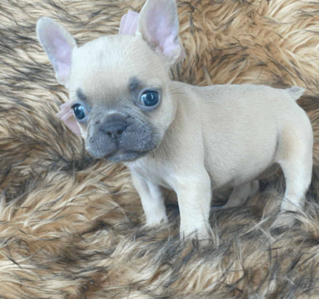 Brooklyn Lilac Fawn Female French Bulldog | Born October 1, 2022
