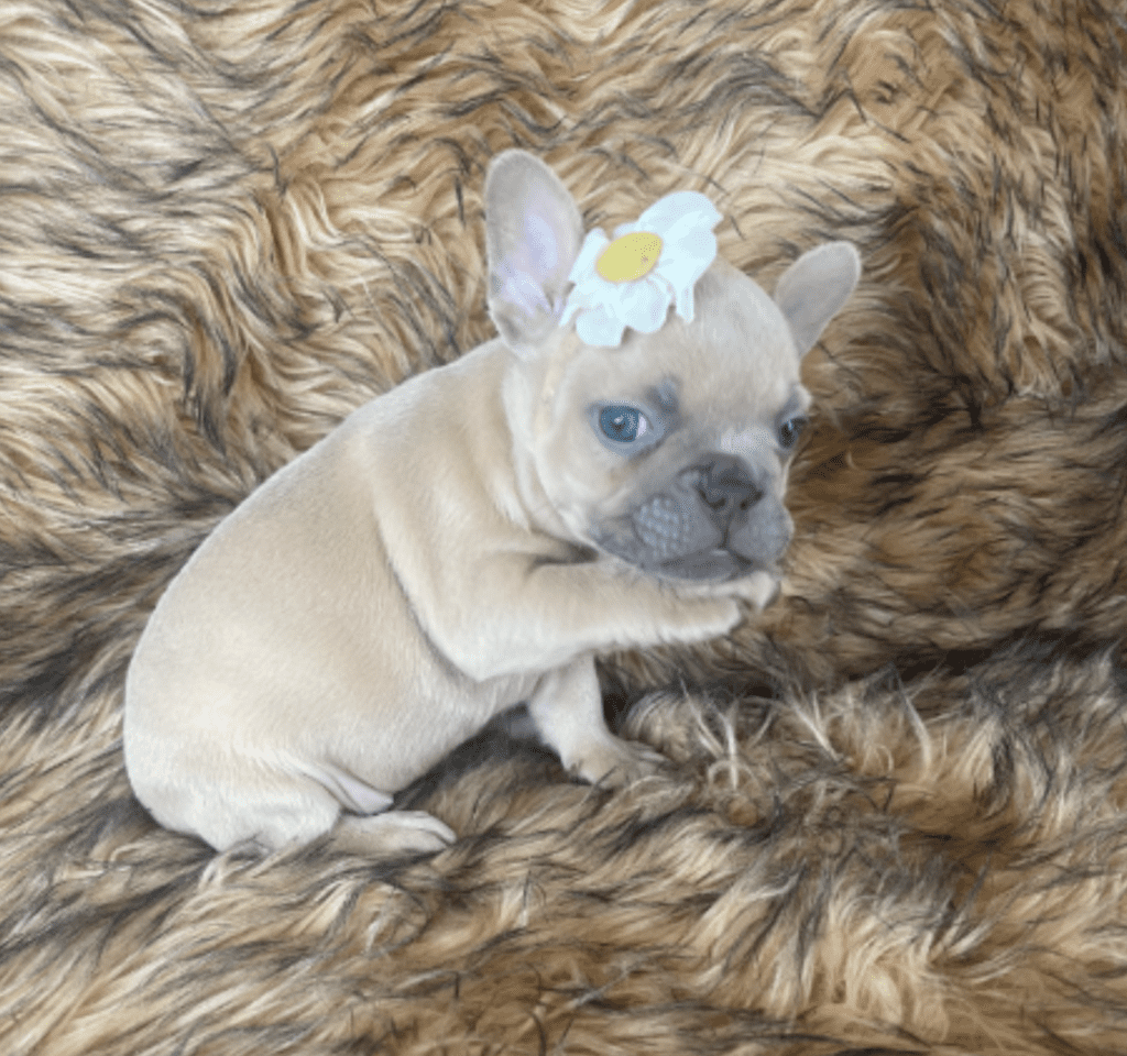 Baja Lilac Fawn Female French Bulldog | Born October 1, 2022
