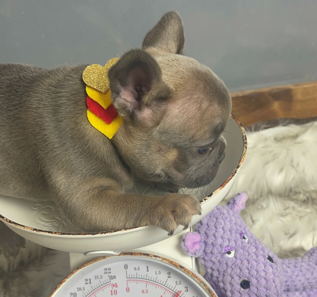 Esmerald Blue Fawn French Bulldog Female | Born October 7th, 2022