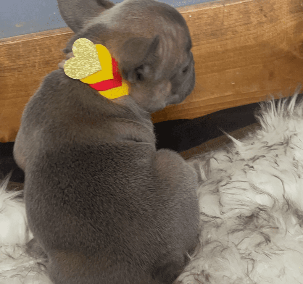 Esmerald Blue Fawn French Bulldog Female | Born October 7th, 2022