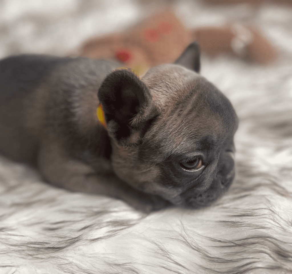 Esmerald Blue Fawn French Bulldog Female | Born October 7th, 2022