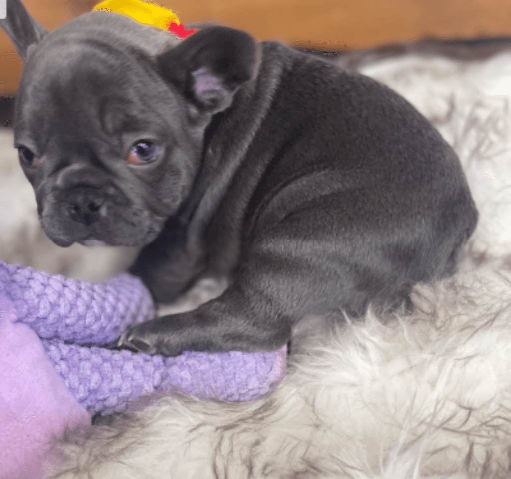 Erie Blue French Bulldog Female | Born October 7th, 2022