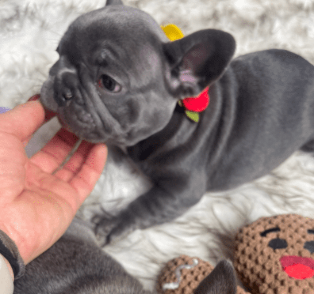 Erie Blue French Bulldog Female | Born October 7th, 2022