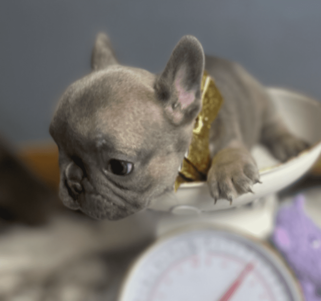 Enid Blue Fawn French Bulldog Female | Born October 7th, 2022