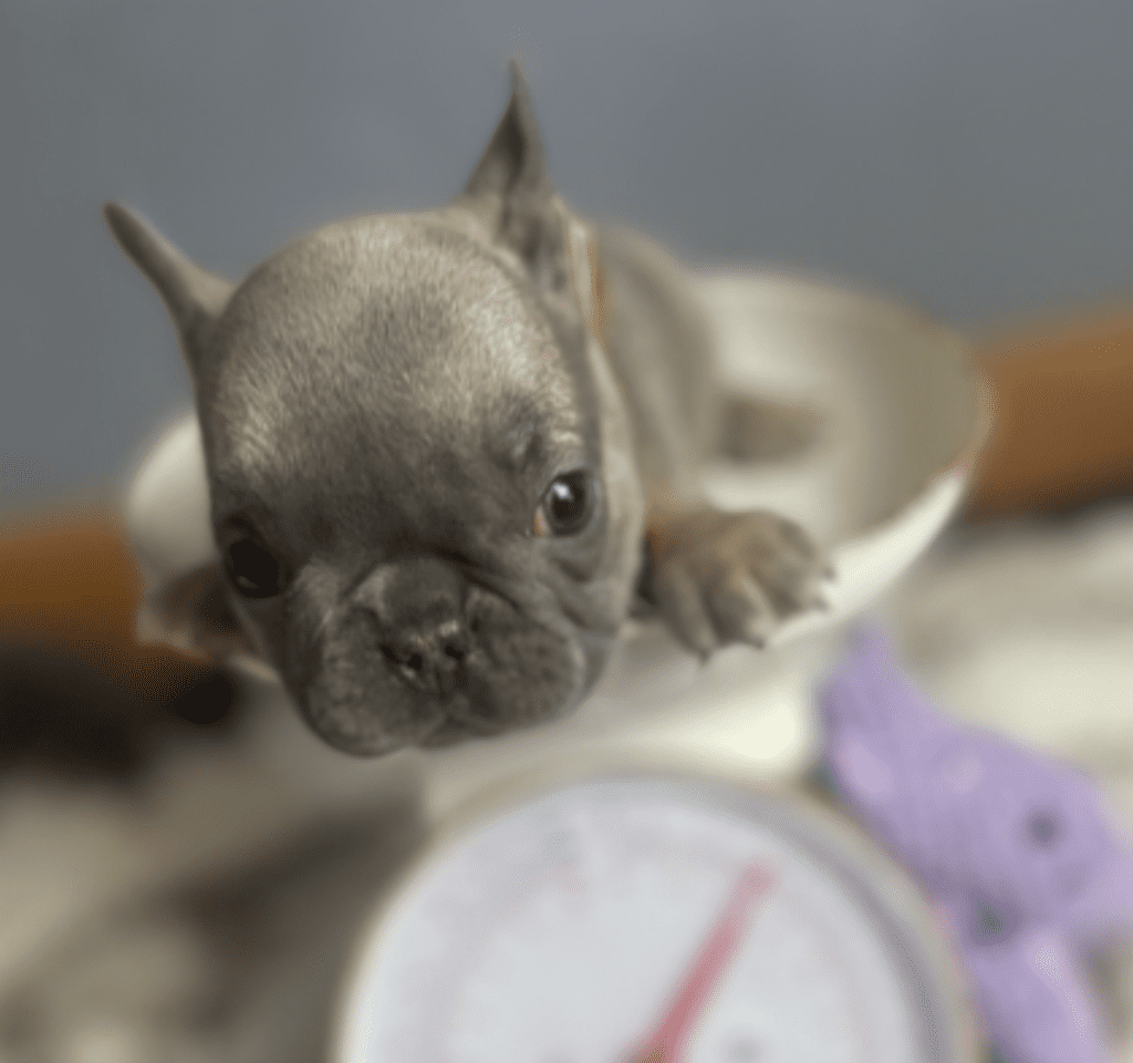 Enid Blue Fawn French Bulldog Female | Born October 7th, 2022