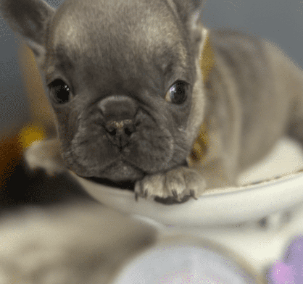 Enid Blue Fawn French Bulldog Female | Born October 7th, 2022