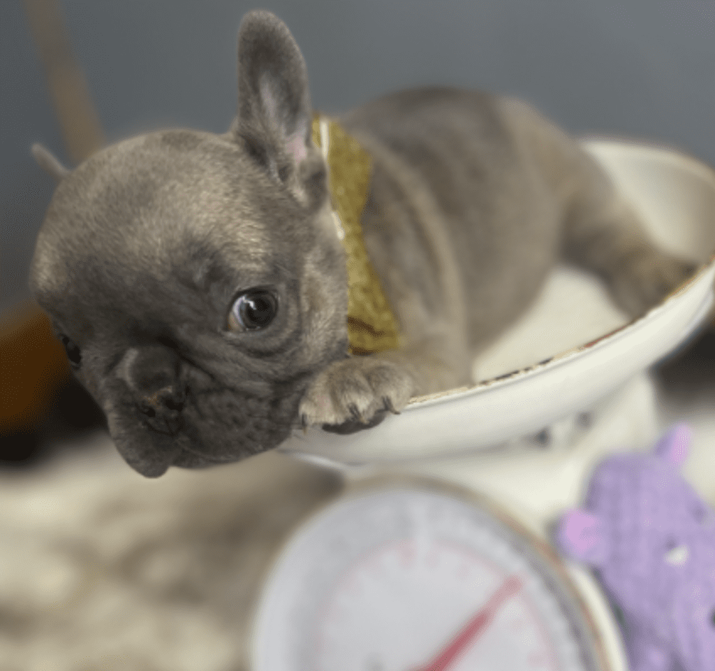Enid Blue Fawn French Bulldog Female | Born October 7th, 2022