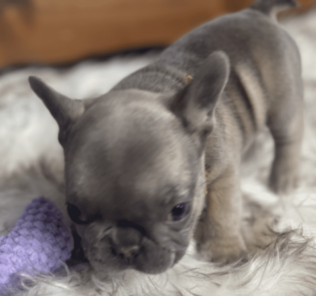 Enid Blue Fawn French Bulldog Female | Born October 7th, 2022