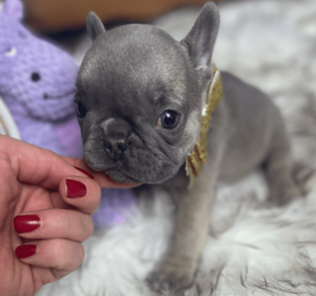 Enid Blue Fawn French Bulldog Female | Born October 7th, 2022