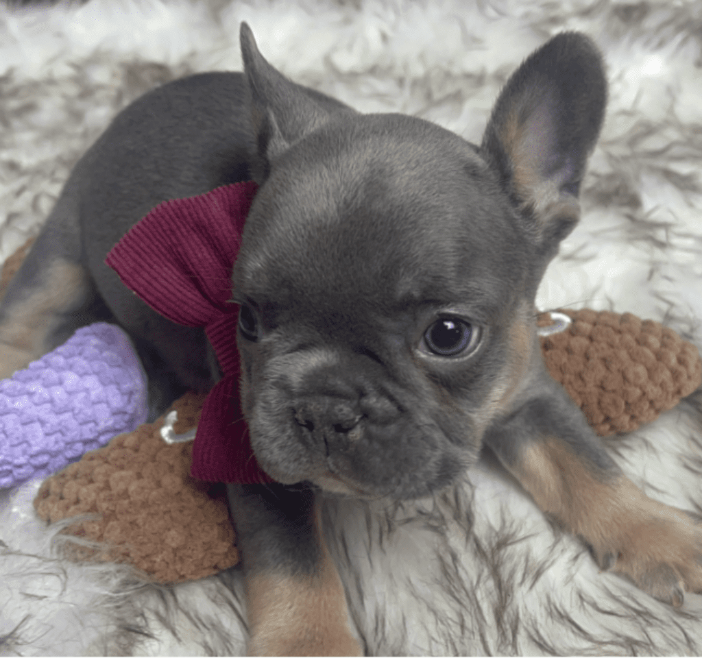 Eugene Blue and Tan French Bulldog Male | Born October 7th, 2022