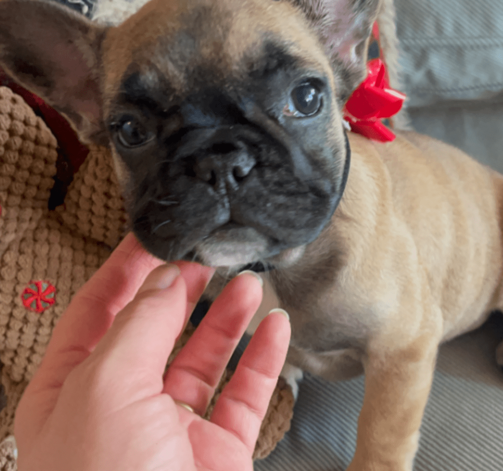 Dixie Fawn French Bulldog Female | Born Sept 24th, 2022