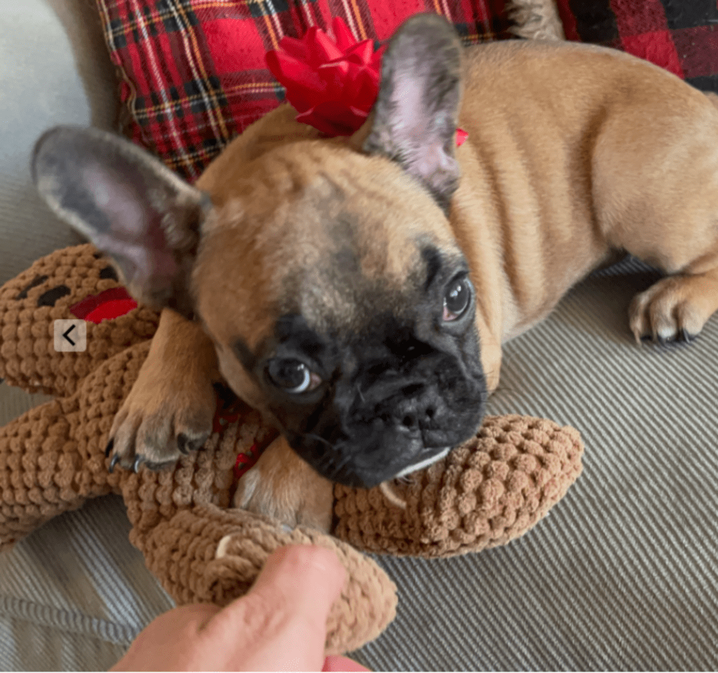 Dixie Fawn French Bulldog Female | Born Sept 24th, 2022